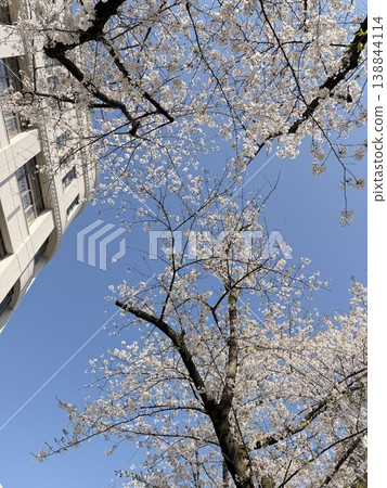 櫻花×藍天(低角度) 櫻花×藍天(低角度) 138844114