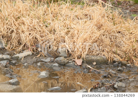 水雞沿著水邊行走 水雞沿著水邊行走 138844269