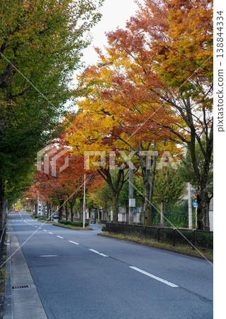 京都堀川街櫸樹的秋葉 138844334