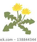 A gentle crayon-style illustration of dandelion flowers and leaves - a spring wildflower illustration (PNG format). 138844344