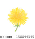 A close-up of a softly blooming dandelion flower; a watercolor-style PNG image of a spring wildflower. 138844345