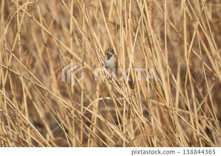 一隻蘆葦鷚棲息在蘆葦上 138844365