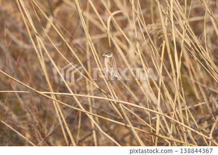 一隻蘆葦鷚棲息在蘆葦上 138844367