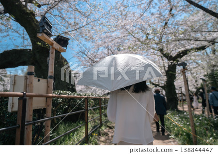 A woman shields her eyes from the bright light under a fully bloomed cherry tree. Cherry blossom viewing, sightseeing, spring image. A woman shields her eyes from the bright light under a fully bloomed cherry tree. Cherry blossom viewing, sightseeing, spring image. 138844447