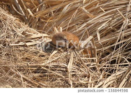 枯草上的一隻黃鼠狼 138844598
