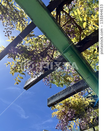 Wisteria trellis 138844633
