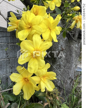 Bright, vibrant yellow flowers, yellow flowers blooming on slender, vine-like branches, yellow flowers with six petals in a high, cup-shaped form, similar to plum blossoms. 138844752