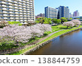 Cherry blossoms in Oshima Komatsugawa Park 138844759