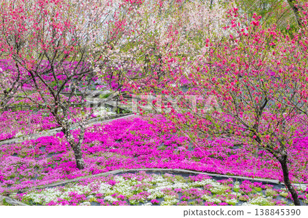 芝櫻花友公園（岐阜縣惠那市惠那京之裡），那裡盛開著桃花和苔蘚福祿考。 138845390