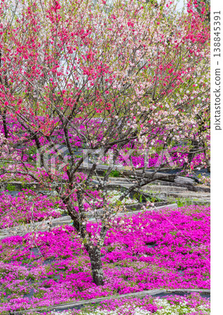 Shibazakura Hanatomo Park (Enakyo no Sato, Ena City, Gifu Prefecture), where flowering peach trees and moss phlox bloom. Shibazakura Hanatomo Park (Enakyo no Sato, Ena City, Gifu Prefecture), where flowering peach trees and moss phlox bloom. 138845391