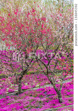 Shibazakura Hanatomo Park (Enakyo no Sato, Ena City, Gifu Prefecture), where flowering peach trees and moss phlox bloom. Shibazakura Hanatomo Park (Enakyo no Sato, Ena City, Gifu Prefecture), where flowering peach trees and moss phlox bloom. 138845392
