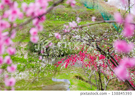 Weeping peach trees in full bloom (Kine Shidare Peach Orchard, Ena City, Gifu Prefecture) Weeping peach trees in full bloom (Kine Shidare Peach Orchard, Ena City, Gifu Prefecture) 138845393