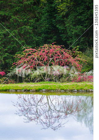 A weeping peach tree with beautiful reflections (Kine Shidare Peach Orchard, Ena City, Gifu Prefecture) A weeping peach tree with beautiful reflections (Kine Shidare Peach Orchard, Ena City, Gifu Prefecture) 138845395