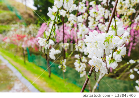 Weeping peach trees in full bloom (Kine Shidare Peach Orchard, Ena City, Gifu Prefecture) 138845406