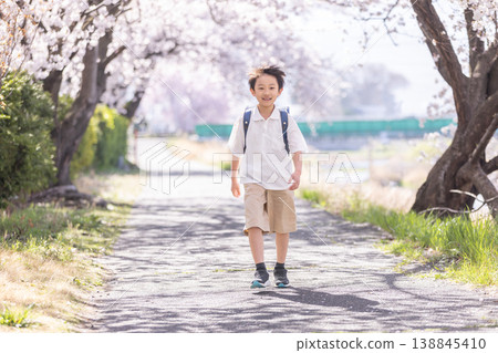Elementary school students walking under the cherry blossoms Elementary school students walking under the cherry blossoms 138845410