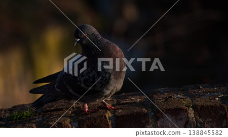 A carrier pigeon or homing pigeon on the roof A carrier pigeon or homing pigeon on the roof 138845582