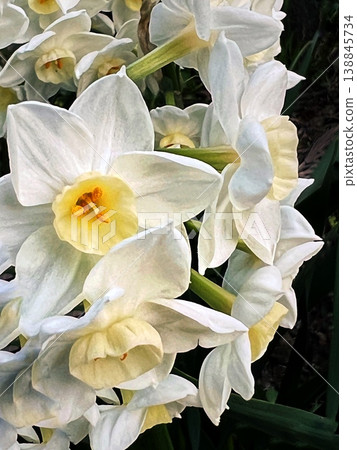 Close-up of a white daffodil, a white daffodil flower 138845734