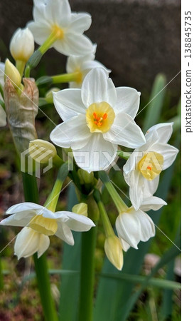 Close-up of white daffodils, white daffodil flowers, banner-sized floral material. Close-up of white daffodils, white daffodil flowers, banner-sized floral material. 138845735