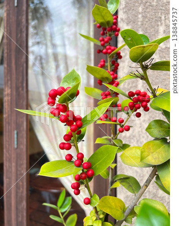 A tree bearing red berries, the red berries of the holly tree, the red berries of the Japanese holly A tree bearing red berries, the red berries of the holly tree, the red berries of the Japanese holly 138845737