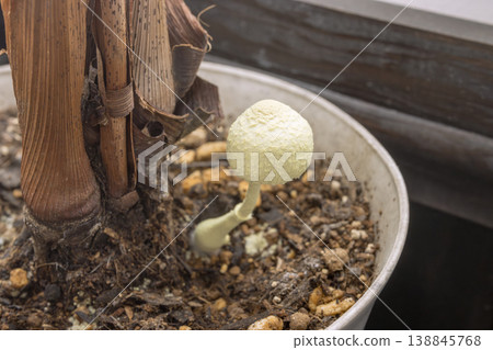 A wild-growing golden parasol mushroom in a potted plant. A wild-growing golden parasol mushroom in a potted plant. 138845768