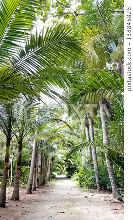 A palm-lined avenue leading to the subtropical botanical garden on Yubu Island, Okinawa. 138845826