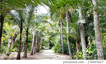 一條棕櫚樹成蔭的大道通往沖繩由武島上的亞熱帶植物園。 一條棕櫚樹成蔭的大道通往沖繩由武島上的亞熱帶植物園。 138845827