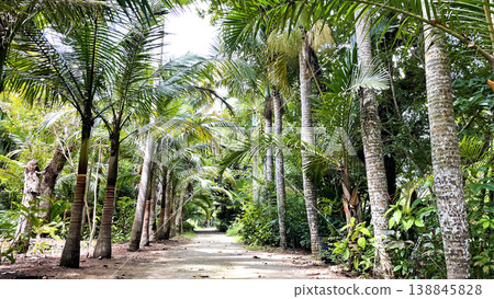 A palm-lined avenue leading to the subtropical botanical garden on Yubu Island, Okinawa. 138845828