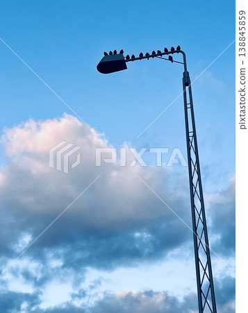 Birds lined up against the blue sky and streetlights | A quiet sky and silhouetted landscape Birds lined up against the blue sky and streetlights | A quiet sky and silhouetted landscape 138845859