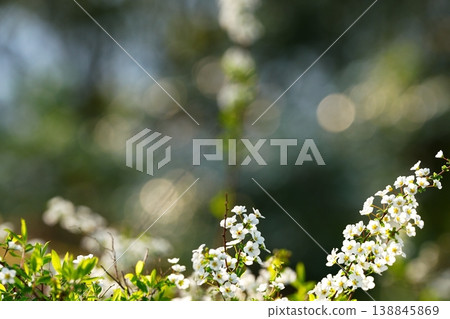 Small white flowers bathed in spring light against a bokeh background. 138845869