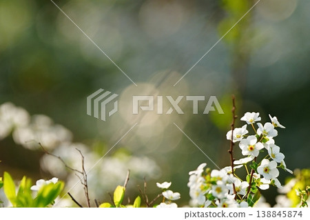 自然背景，春光灑在小白花上。 138845874