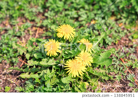 Dandelion Dandelion 138845951