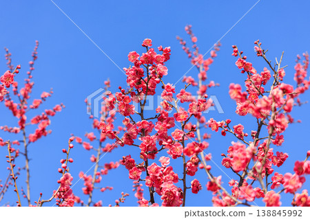 Plum blossom red plum 138845992