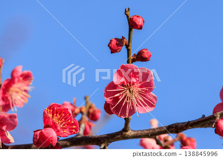 Plum blossom red plum Plum blossom red plum 138845996
