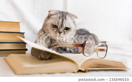 Inquisitive cat lying on open book, flipping through pages 138846010