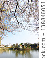 Cherry blossoms in Himonya Park 138846051
