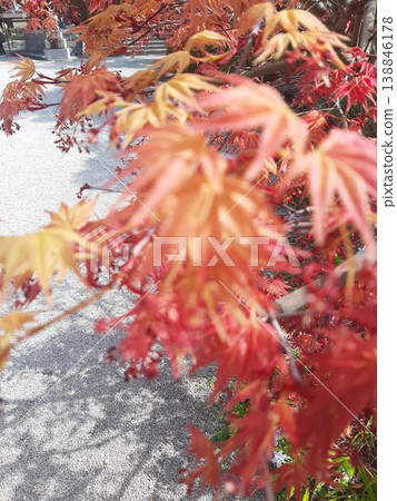 Momiji who changed leaves Momiji who changed leaves 138846178
