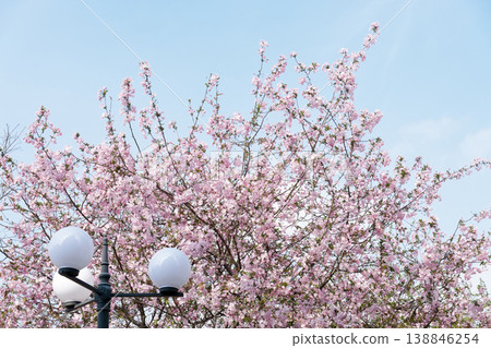 Pink Cherry Blossoms Surrounding A Vintage Lamp Post Against A Clear Blue Spring Sky 138846254