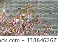 Pink Spring Blossoms On Flowering Tree Branches Against A Gray Brick Wall Background 138846267