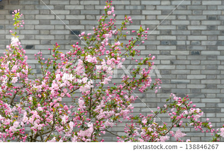 Pink Spring Blossoms On Flowering Tree Branches Against A Gray Brick Wall Background Pink Spring Blossoms On Flowering Tree Branches Against A Gray Brick Wall Background 138846267