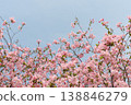 Pink Cherry Blossom Branches Against Clear Blue Sky 138846279