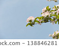 Delicate Apple Blossom Branch Against Clear Blue Sky in Soft Spring Light 138846281