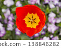 Top View Of Red Tulip With Yellow Center Surrounded By Purple Flowers Macro Spring Bloom 138846282