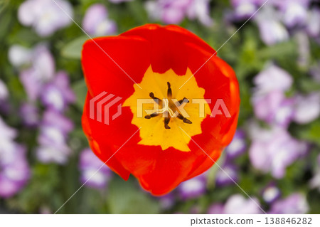 Top View Of Red Tulip With Yellow Center Surrounded By Purple Flowers Macro Spring Bloom Top View Of Red Tulip With Yellow Center Surrounded By Purple Flowers Macro Spring Bloom 138846282