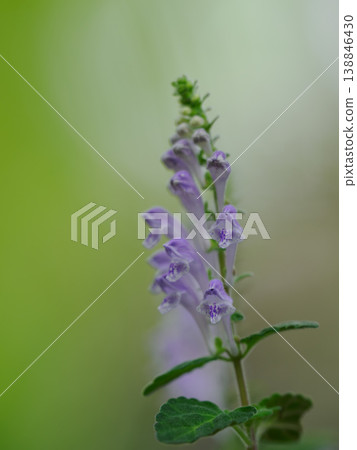Beautiful small-leaved sea urchin in the early summer forest 138846430