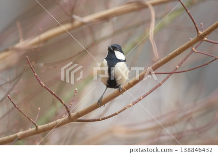 Great tit perched on a tree branch 138846432