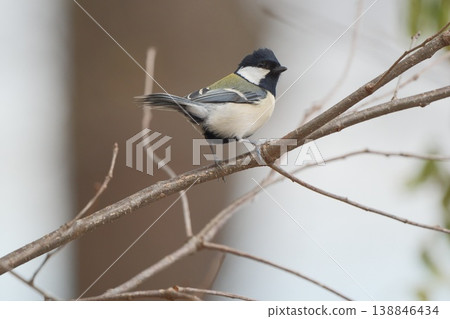 A great tit perched on a tree branch turns around. A great tit perched on a tree branch turns around. 138846434