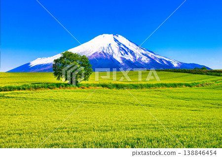 一張由美瑛美麗的鄉村景色和富士山合成的圖片。 138846454