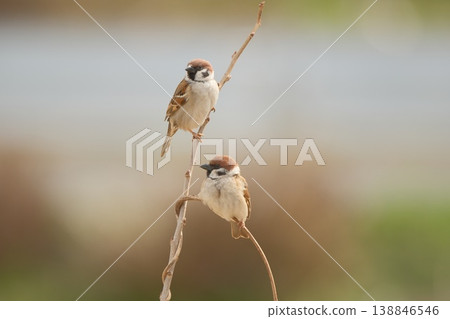Two sparrows Two sparrows 138846546