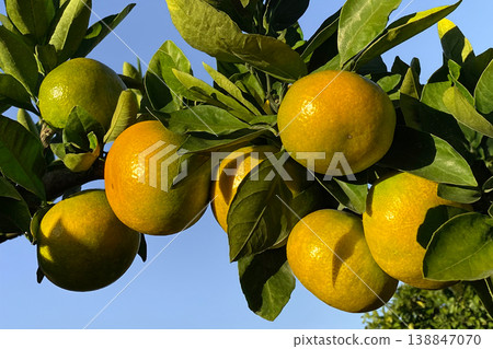 Mandarin orange orchard, where the oranges are just beginning to turn orange. 138847070