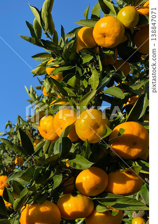 Orange garden Orange garden 138847071